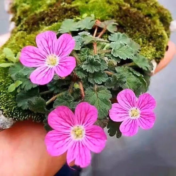 紫花姬風露草 Erodium variabile：圖片 2