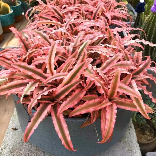 絨斑姬鳳梨 Cryptanthus bivittatus 'Pink Starlite' (8-10cm)：圖片 4