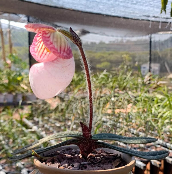 粉色拖鞋蘭/兜蘭屬 Paphiopedilum (Pink)：圖片 2