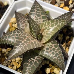 十二卷屬龍鱗 Venstertjie Haworthia venosa ssp. tessellata