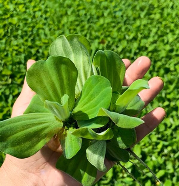 水族箱浮萍 水芙蓉（Pistia stratiotes）水陸缸浮葉植物