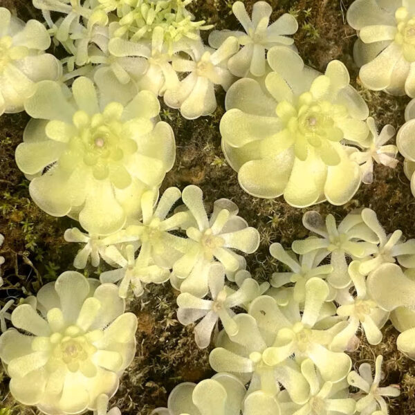 圓花捕蟲堇 Butterworts (Pinguicula rotundiflora)：圖片 2