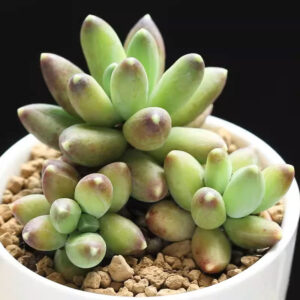 千代田之松 Little jewel (Pachyphytum compactum)