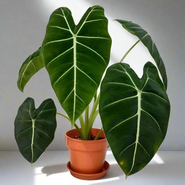 絨葉觀音蓮/綠天鵝絨海芋 Green Velvet (Alocasia micholitziana 'Frydek')