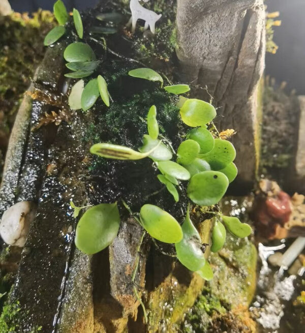 伏石蕨 Lemmaphyllum microphyllum：圖片 3