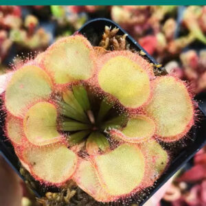 大肉餅毛氈苔茅膏菜 Drosera falconeri
