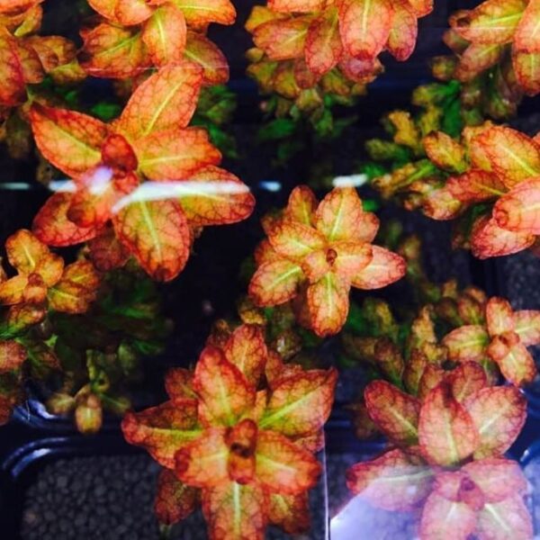 紅唇丁香 Ludwigia Guinea (Ludwigia senegalensis)：圖片 5