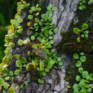 伏石蕨 Lemmaphyllum microphyllum