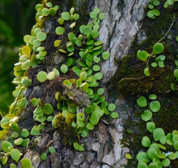 伏石蕨 Lemmaphyllum microphyllum