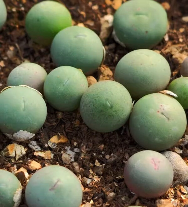 翡翠玉 Mabel Buttons (Conophytum calculus)：圖片 3