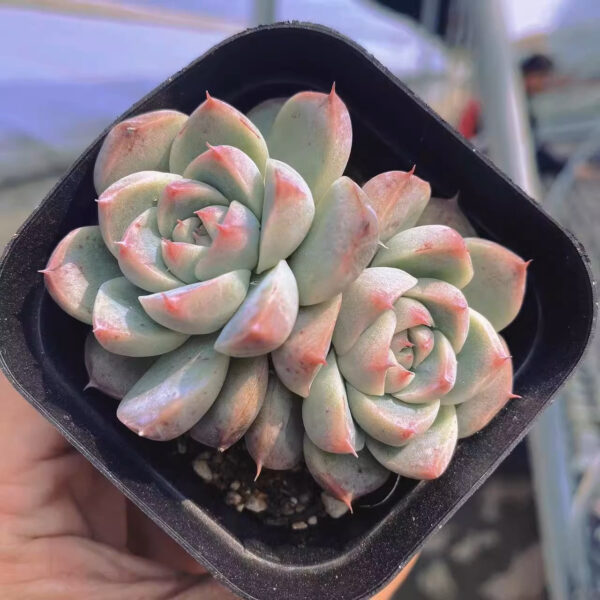 石蓮花阿爾巴比緹 Echeveria 'Alba Beauty'