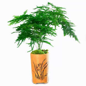 文竹 Asparagus Fern Plumosus (Asparagus setaceus)