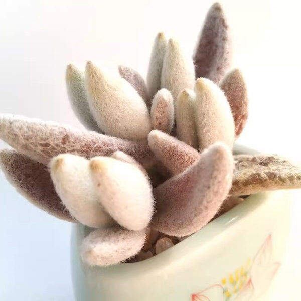 福兔耳 Snow White Panda Plant (Kalanchoe eriophylla) (直徑2-4cm)