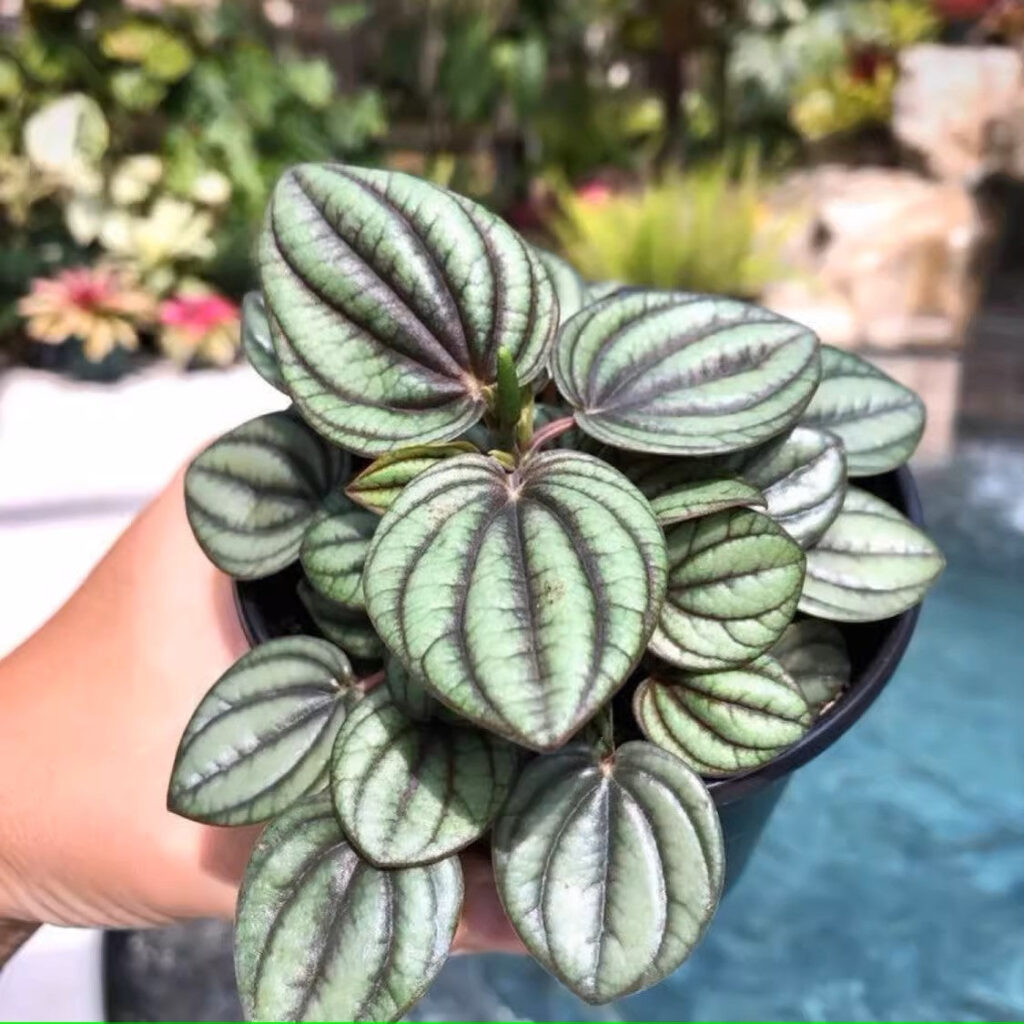 孔雀椒草 Peperomia 'Piccolo Banda' (10-15cm)