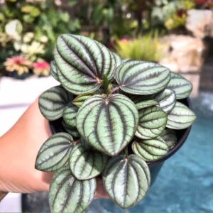 孔雀椒草 Peperomia 'Piccolo Banda'