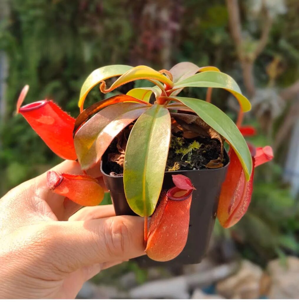 紅寶石豬籠草 Nepenthes 'Ruby'