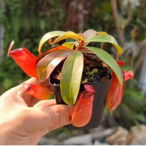 紅寶石豬籠草 Nepenthes 'Ruby'