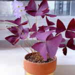 紫葉酢漿草 False Shamrock (Oxalis triangularis)