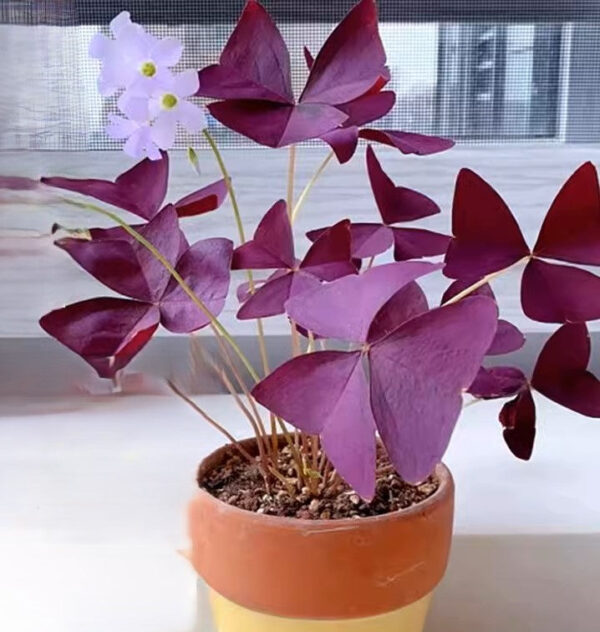 紫葉酢漿草 False Shamrock (Oxalis triangularis)