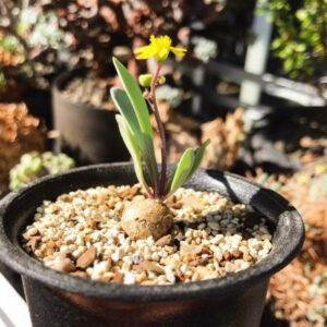 宙斯厚敦菊 Othonna wrinkleana