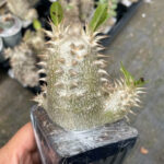 席巴女王 Pachypodium densiflorum 塊根植物 多肉植物 特色植物