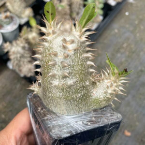 席巴女王 Pachypodium densiflorum 塊根植物 多肉植物 特色植物