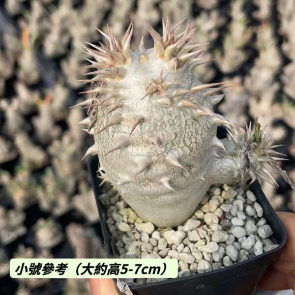 席巴女王 Pachypodium densiflorum：圖片 3