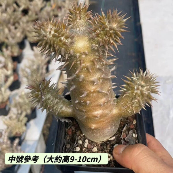 席巴女王 Pachypodium densiflorum：圖片 2