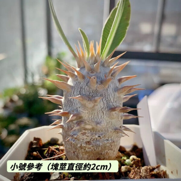 筒蝶春 Pachypodium horombense：圖片 2