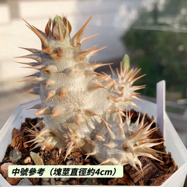 筒蝶春 Pachypodium horombense：圖片 3