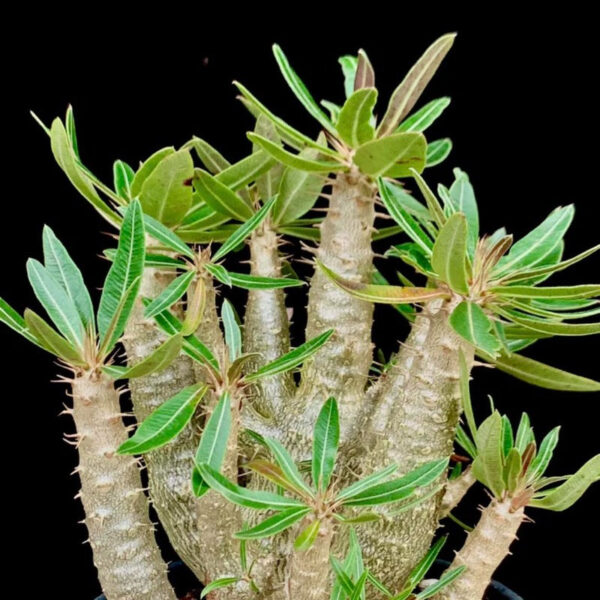 凱蒂棒槌 Pachypodium rosulatum