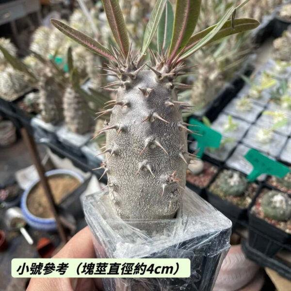 凱蒂棒槌 Pachypodium rosulatum：圖片 2