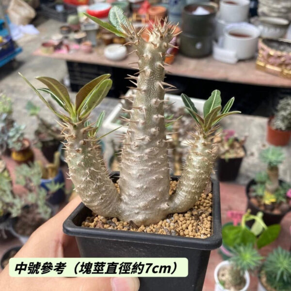 凱蒂棒槌 Pachypodium rosulatum：圖片 3