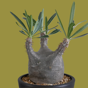 象牙宮 Pachypodium rosulatum var. gracilius