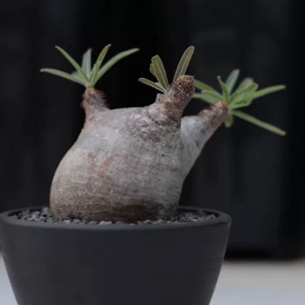 象牙宮 Pachypodium rosulatum var. gracilius：圖片 2