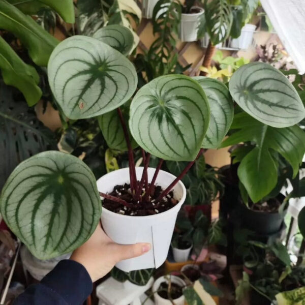 麒麟瓜椒草/大西瓜皮椒草 Peperomia 'Silver Watermelon' ：圖片 4