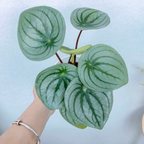 麒麟瓜椒草/大西瓜皮椒草 Peperomia 'Silver Watermelon' ：圖片 3