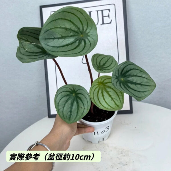 麒麟瓜椒草/大西瓜皮椒草 Peperomia 'Silver Watermelon' ：圖片 2