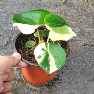 荷葉碧玉錦 Peperomia polybotrya var.