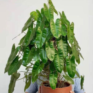 伯樂蔓綠絨 Philodendron 'Burle Marx'