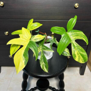 佛羅里達美人蔓綠絨 Philodendron 'Florida beauty'