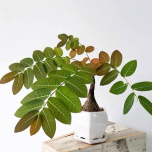 奇異油柑 Phyllanthus mirabilis