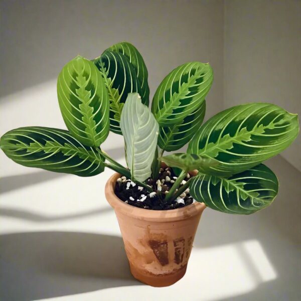 白脈葉蟬竹芋 Prayer plant (Maranta leuconeura var.)