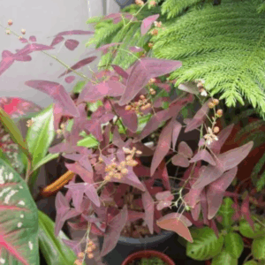 紅蜻蜓飛機草 Red Butterfly Wing (Christia vespertilionis)