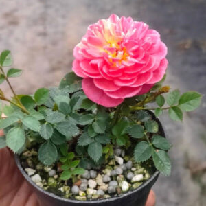 躲躲藏藏微型月季 Rose Miniature 'Cache Cache'