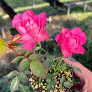 繁星微型月季 Rose Miniature 'Stars'