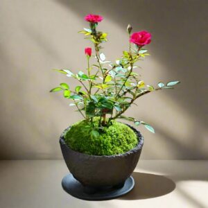 紫咲微型月季 Rose Miniature 'Zisaki'