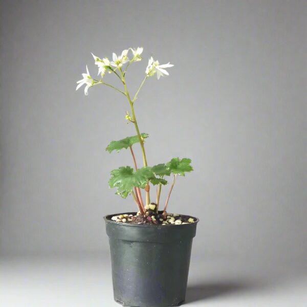 白花大文字草 Saxifraga fortunei 'Alpina'