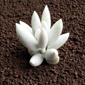 銀月 Senecio haworthii