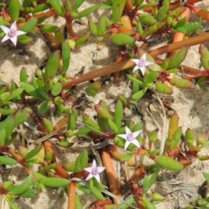海馬齒 Sesuvium portulacastrum